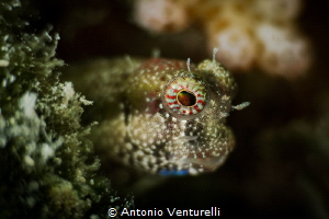 What splendid eyes these little gobies have! They hide in... by Antonio Venturelli 